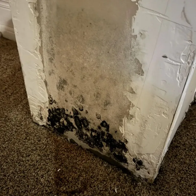 Professional Mold Removal in Hart County, GA